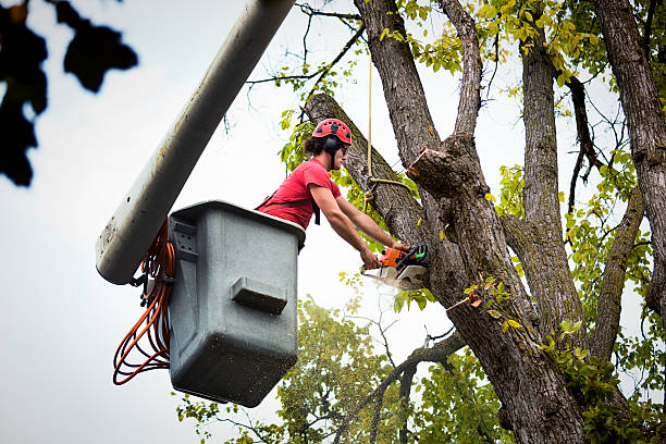 Best Emergency Tree Removal  in South Point, OH